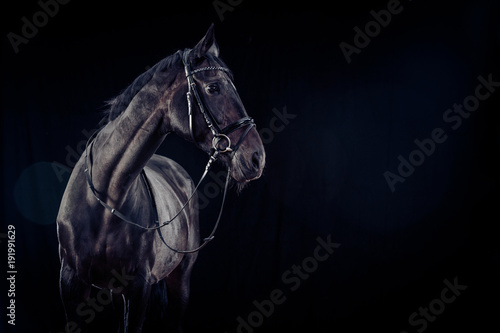 Horse On Black Background