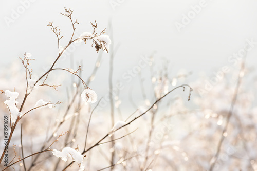 grass in the melting snow, sparkling in the sun drops. Spring drops, thaw, winter ends.   © Ann Stryzhekin