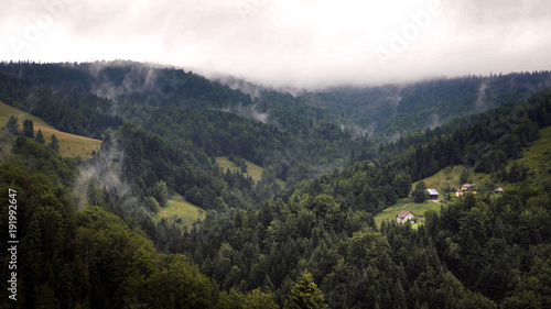 mountains with the forest in the fog  photo