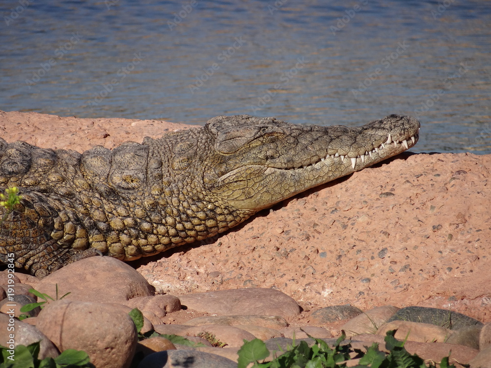 Fototapeta premium crocodile