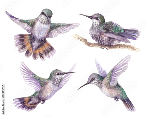 Watercolor Hummingbird Set © val_iva