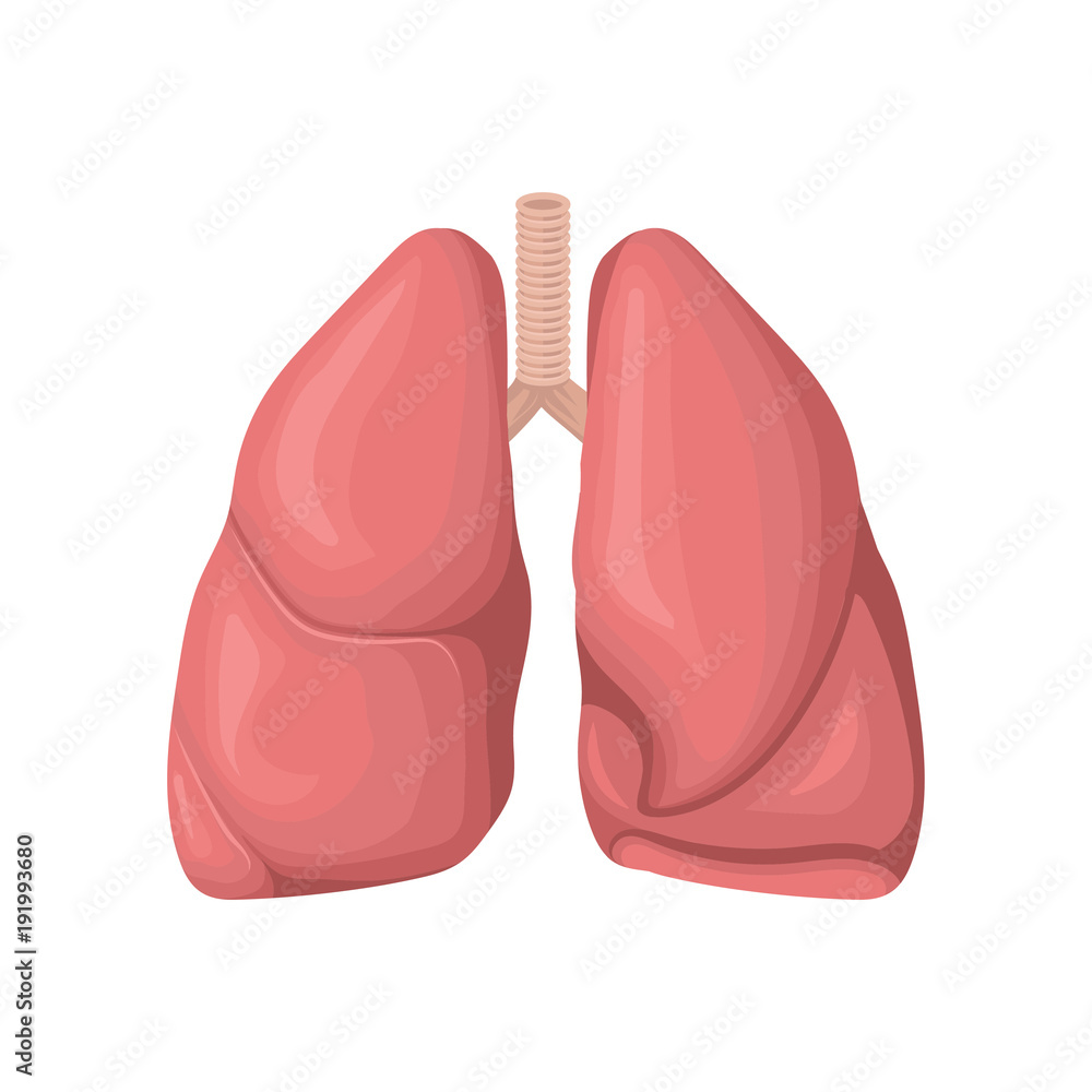 Structure of the human lungs. Concept of respiratory system. Human internal organ. Detailed flat vector element for anatomy book, medical poster or brochure Structure of the human lungs. Concept of respiratory system. Human internal organ. Detailed flat vector element for anatomy book, medical poster or brochure