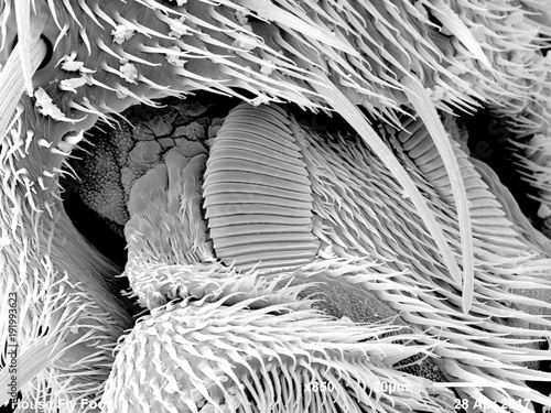 Foot of house fly (Muscidae) imaged in a scanning electron microscope, B&W full frame photo