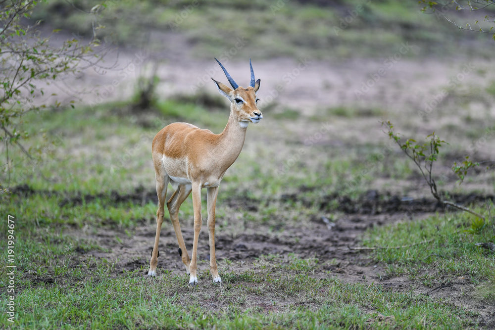 Fototapeta premium Antelope