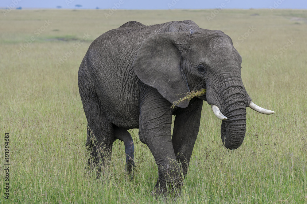 Obraz premium elephant