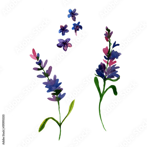 hand drawn lavender flower 