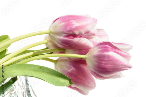 tulips pink flowers bouquet white background