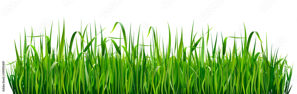 Naklejka Granice trawy zielonej. Wysoka zielona świeża trawa odizolowywająca na białym tle.