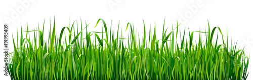 Naklejka Granice trawy zielonej. Wysoka zielona świeża trawa odizolowywająca na białym tle.