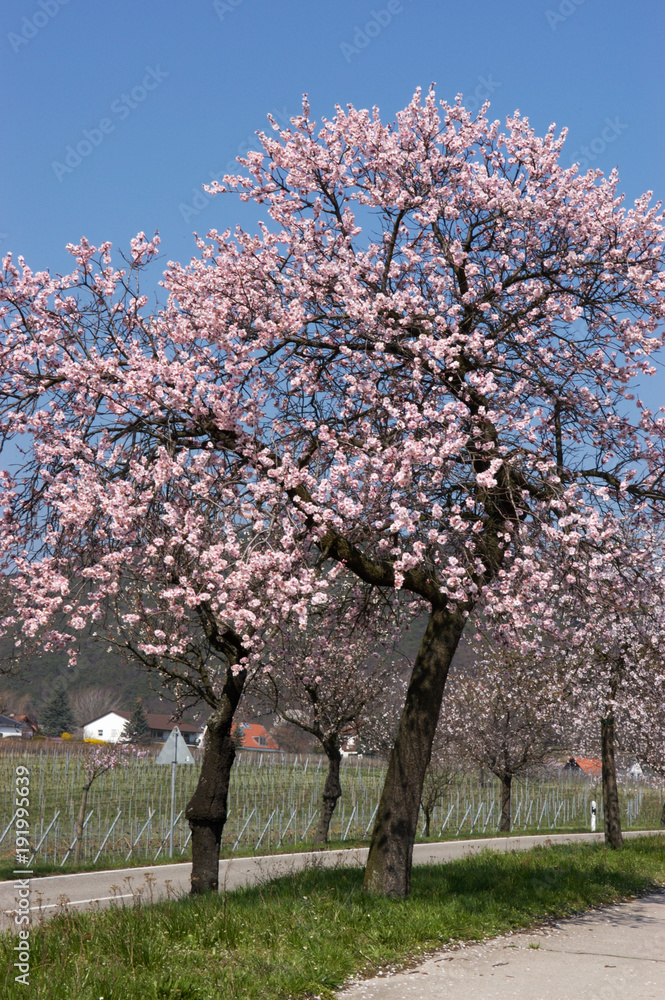 Mandelblüte bei Gimmeldingen