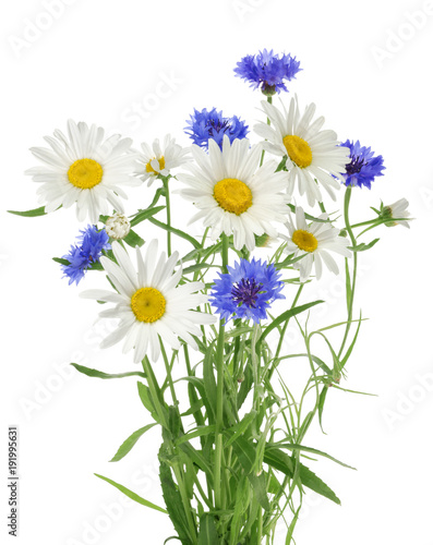 Fototapeta Naklejka Na Ścianę i Meble -  Bouquet of chamomile and cornflowers isolated without shadow