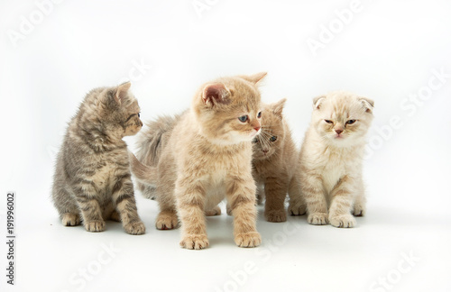 Fototapeta Naklejka Na Ścianę i Meble -  small funny kittens on a white background