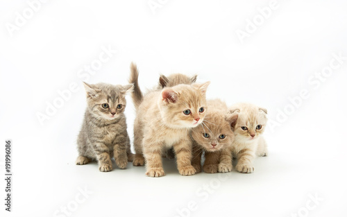 small funny kittens on a white background