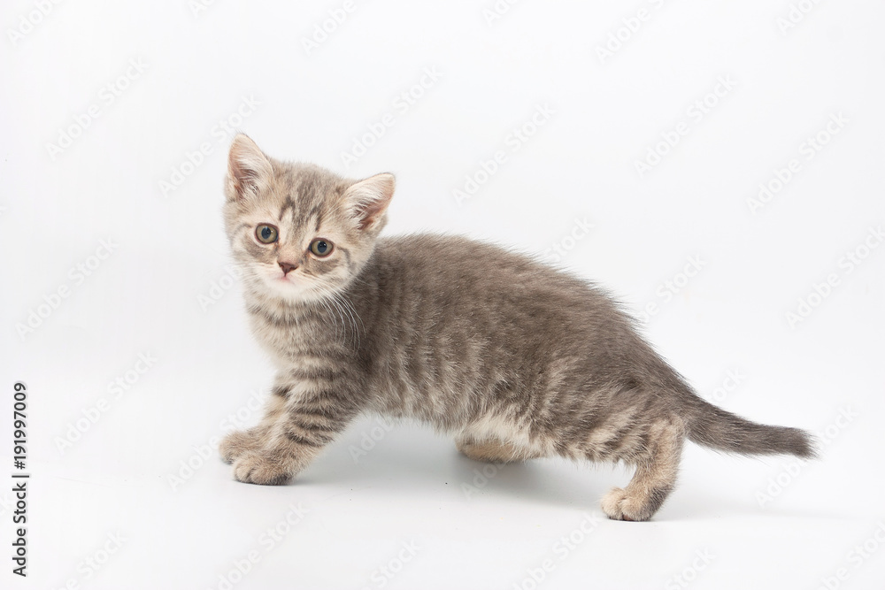 small funny kittens on a white background
