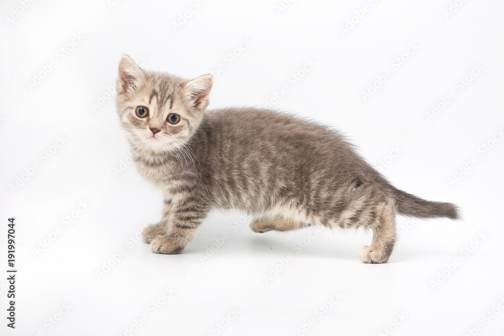 Obraz premium small funny kittens on a white background