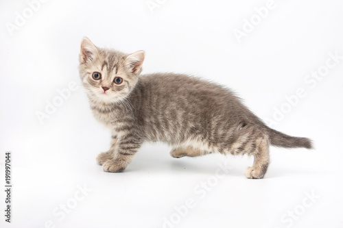 small funny kittens on a white background