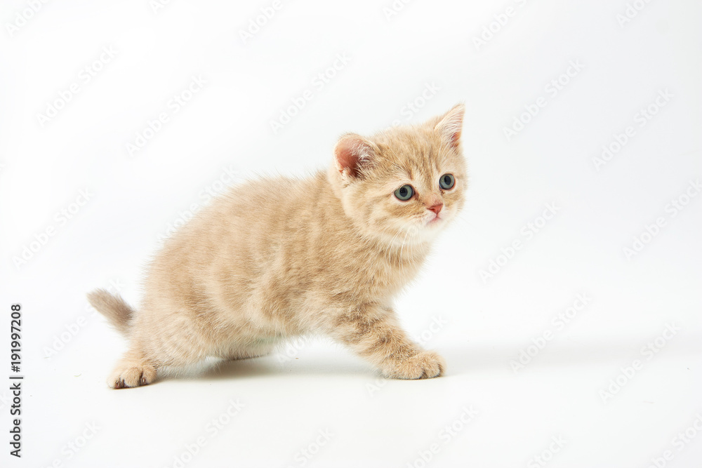 Obraz premium small funny kittens on a white background