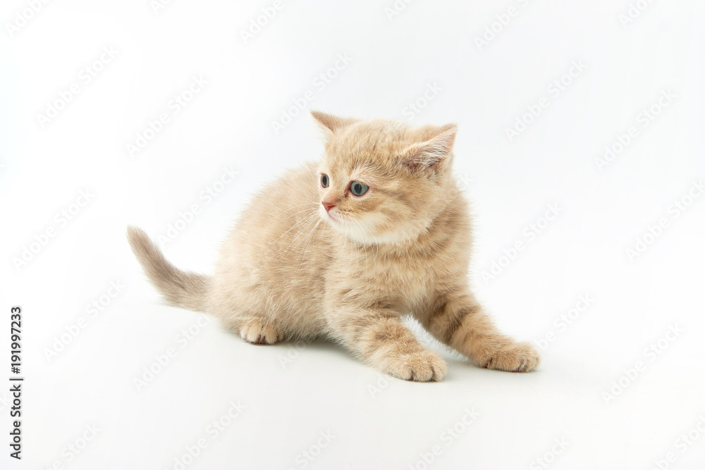 small funny kittens on a white background small funny kittens on a white background
