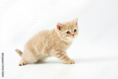 small funny kittens on a white background © makam1969