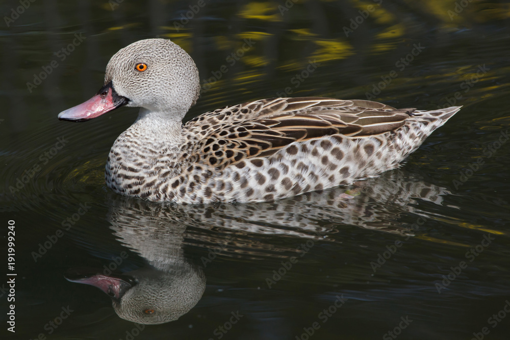 Fototapeta premium Cape teal (Anas capensis)