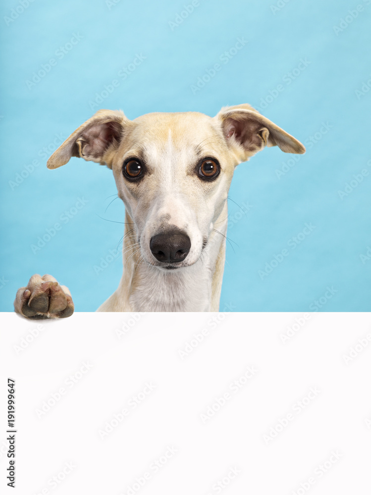 Whippet dog holding paw on blank billboard. Large copy space, aqua coloured background.