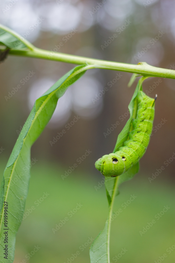 The caterpillar of the hawk the second name Adam's head . Green caterpillar with a horn on leaves The caterpillar of the hawk the second name Adam's head . Green caterpillar with a horn on leaves
