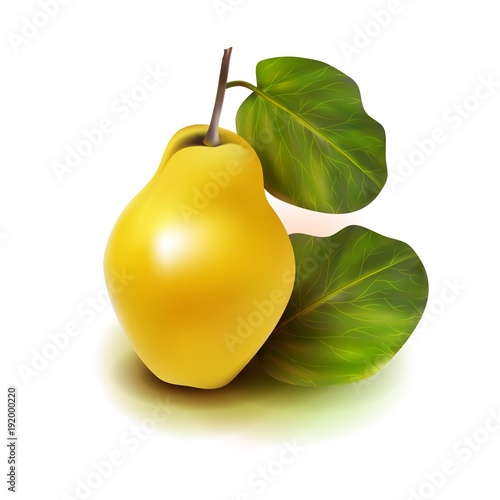 Photo realistic quince apple pear 3d vector fruit with leaves isolated on white background. Cydonia oblonga in the family Rosaceae.