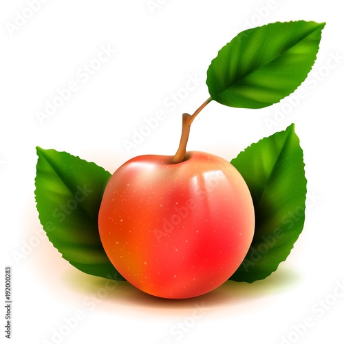 Photo realistic peach 3d vector fruit with leaves isolated on white background. Prunus persica in the family Rosaceae.
