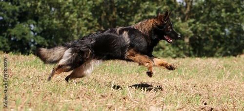 altdeutscher Schäferhund rennt über ein Stoppelfeld © Bianca