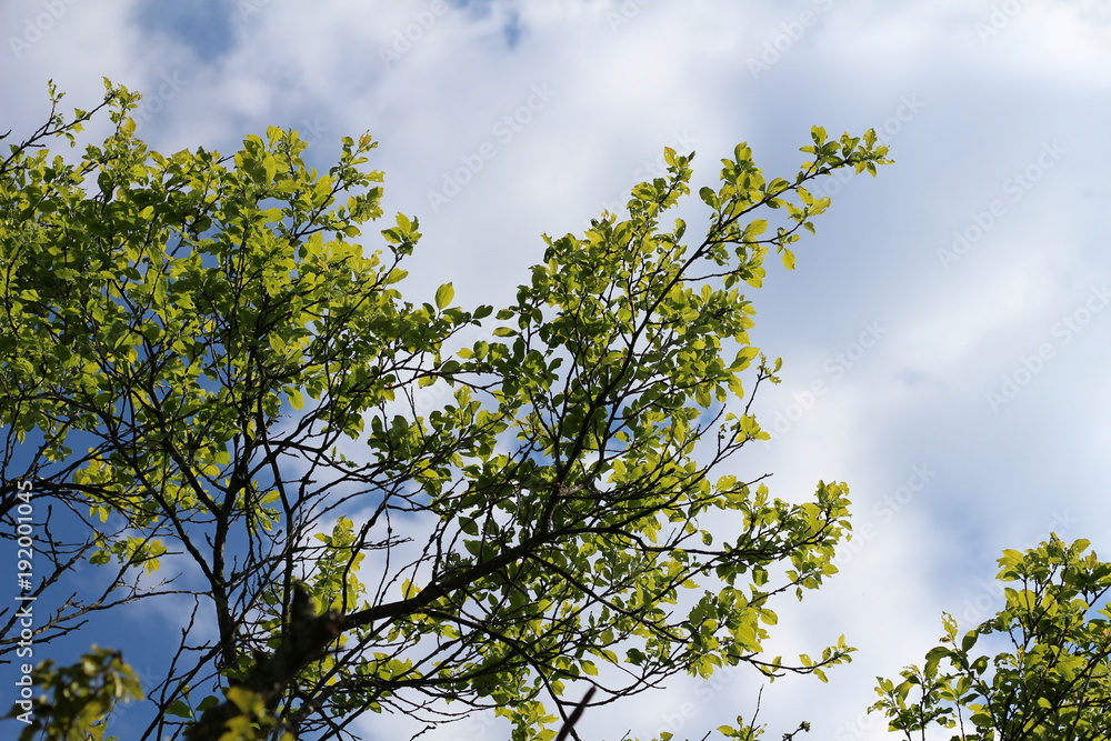 Fototapeta premium Himmel mit Bäumen