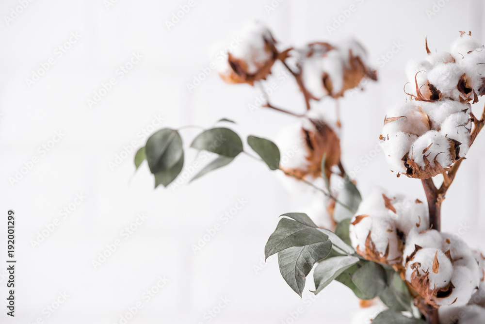 Autumn composition. Dried white fluffy cotton flowers on white wood wall with copy space. Floral composition - obrazy, fototapety, plakaty 