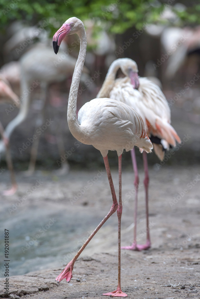 Closeup flamingo bird