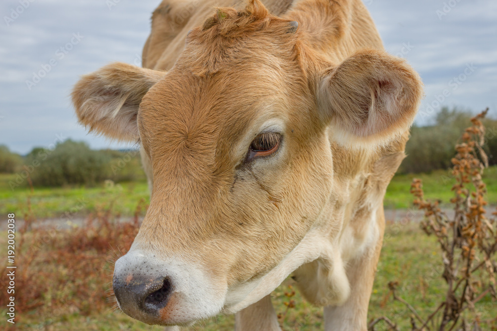 Calf face , selective focus. Young cow portrait Calf face , selective focus. Young cow portrait