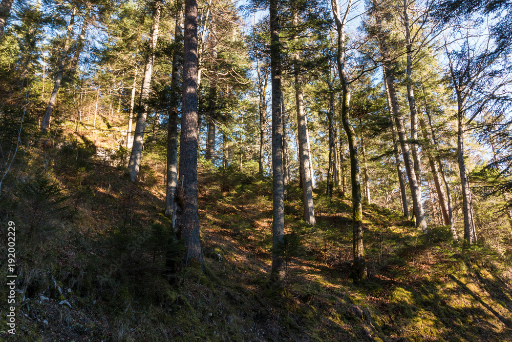 Bäume am Wanderweg, Rundweg um den Eibsee an der Zugspitze