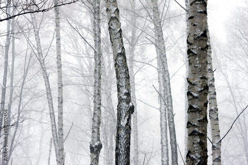 winter forest in thick fog