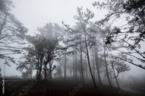 landscape cold nature forest with mist , fog in the air . winter weather national park on mountain 
