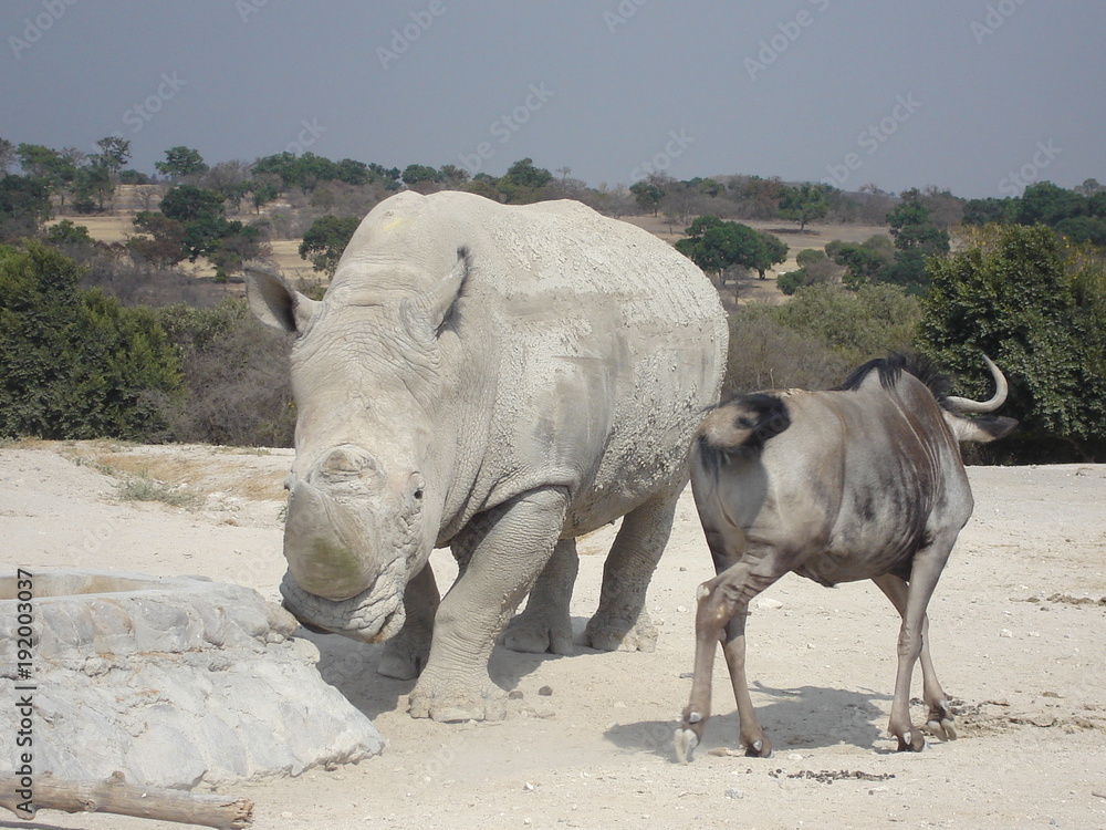 Fototapeta premium buffalo, animal, willife, nature, hena, lyon, girafe, bear, hipopotamus, zebra, monke, african, safari, tribu, zoo, park, ñu, tiger, selve, elephant, alpaca 