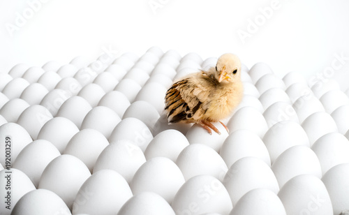 chicken sit on eggs photo