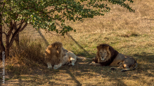Fototapeta Naklejka Na Ścianę i Meble -  lions rest to arid savannah