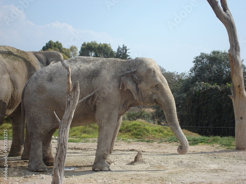 buffalo, animal, willife, nature, hena, lyon, girafe, bear, hipopotamus, zebra, monke, african, safari, tribu, zoo, park, ñu, tiger, selve, elephant, alpaca  © Dalia