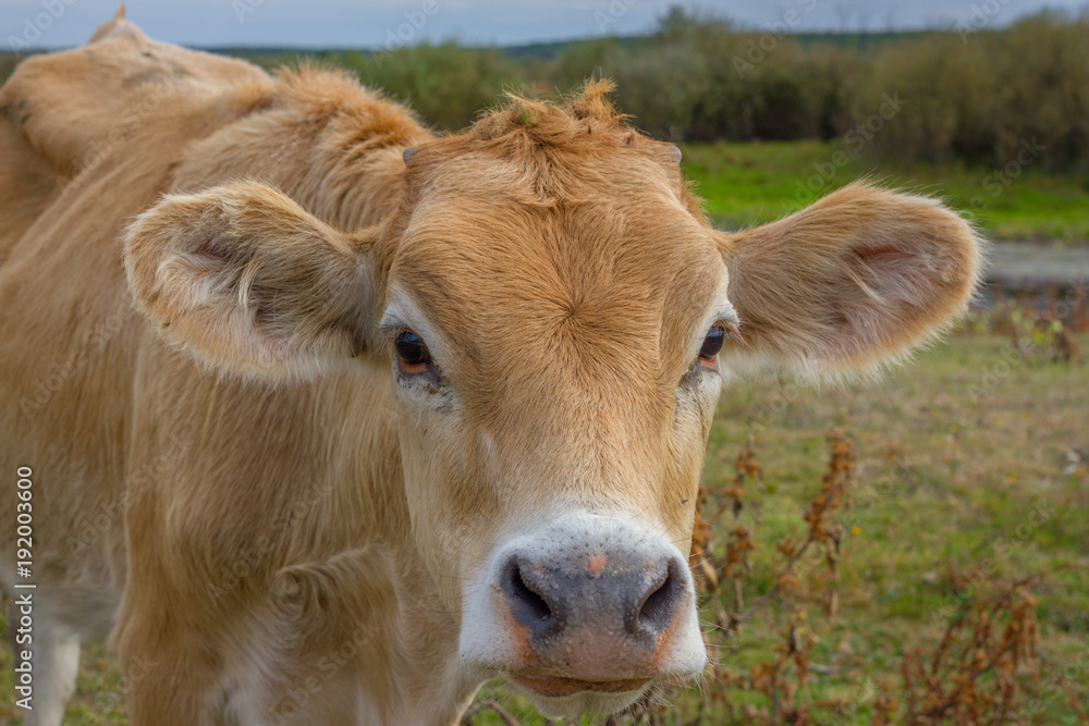 Calf face , selective focus. Young cow portrait