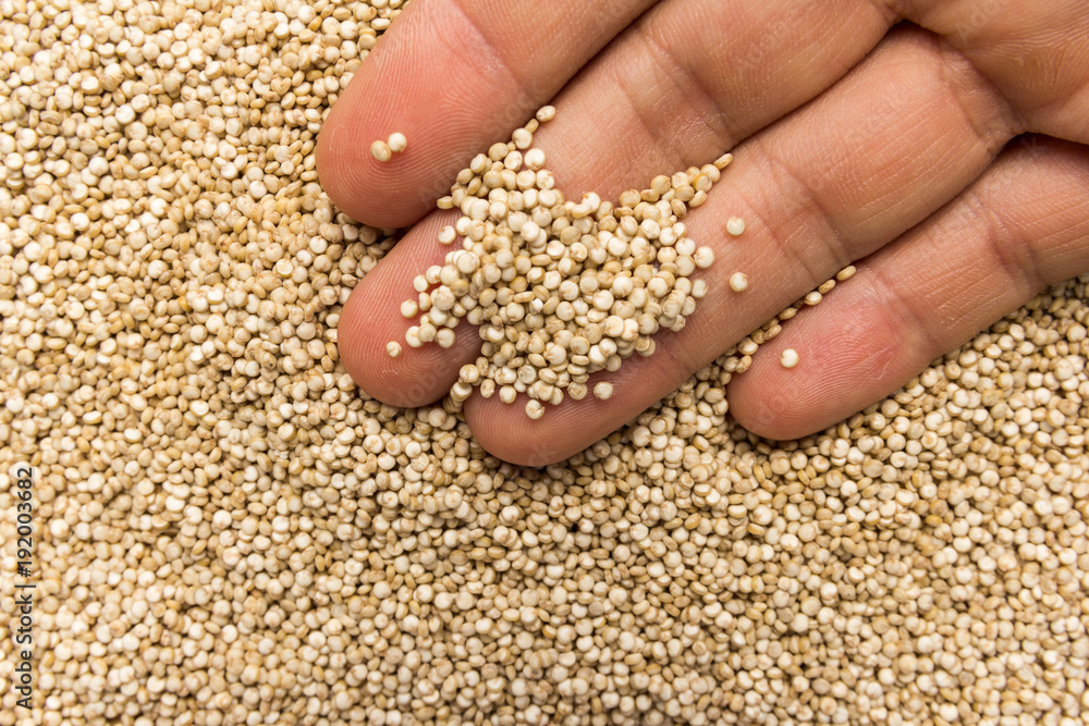 Golden Quinoa seed. Person with grains in hand. Macro. Whole food. Golden Quinoa seed. Person with grains in hand. Macro. Whole food.