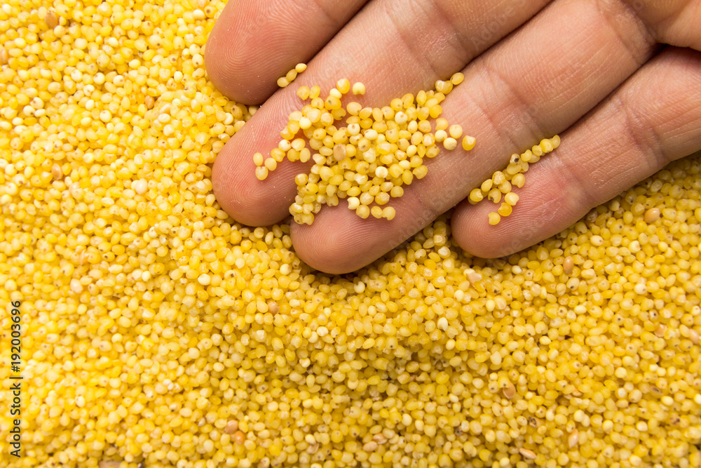 Proso Millet cereal grain. Person with grains in hand. Macro. Whole food. Proso Millet cereal grain. Person with grains in hand. Macro. Whole food.