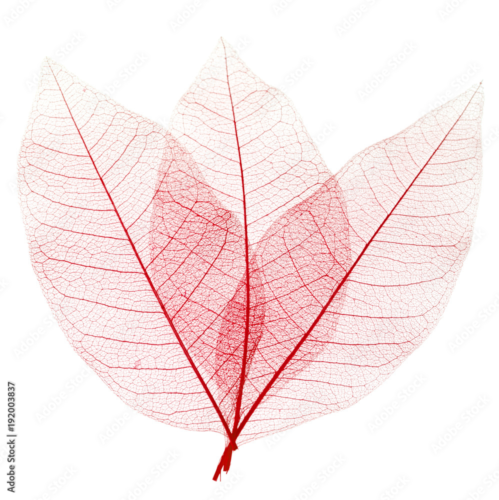 Obraz premium feuilles décoratives rouges