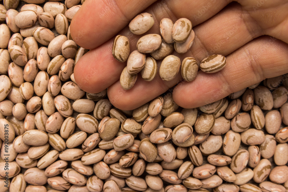 Pinto Bean legume. Person with grains in hand. Macro. Whole food. Pinto Bean legume. Person with grains in hand. Macro. Whole food.