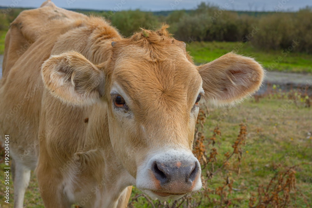 Calf face , selective focus. Closeup photo of cow. Young on the field Calf face , selective focus. Closeup photo of cow. Young on the field
