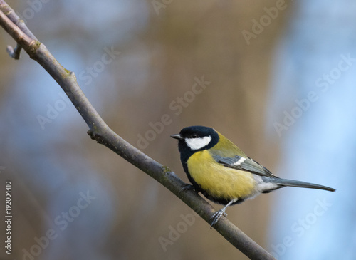 great tit sitting on a branch © peter