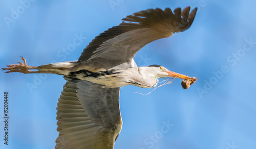 Obraz na plátně Grey heron in flight with prey in his beak
