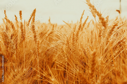 Spikelets of golden wheat on field. Beautiful nature landscape rural on the sunset. Concept rich harvest