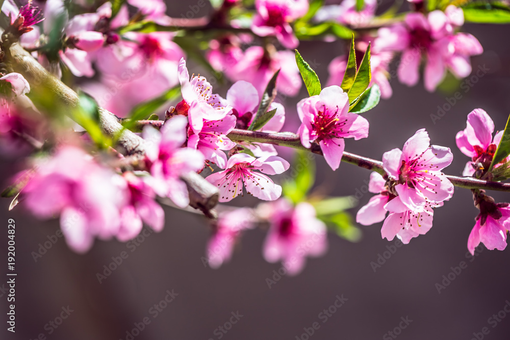 Beautiful blooming Apple trees in spring on a Sunny day. Soft focus, natural blur
